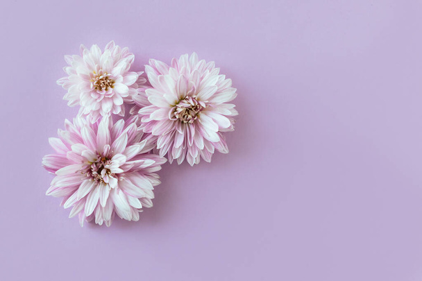 Gyönyörű krizantém virágok lila pasztell háttér. Lapos fekvés. A szöveg helye. - Fotó, kép