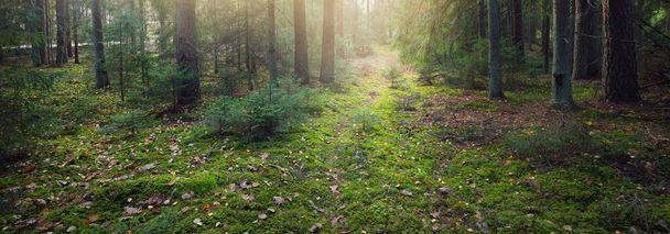 Cesta mezi kopci majestátního, věčně zeleného lesa. Mocné borovice, smrky, mech, rostliny. Finsko. Měkké zlaté světlo západu slunce. Idylická podzimní scéna. Příroda, roční období, životní prostředí, ekoturistika - Fotografie, Obrázek