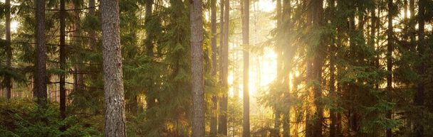 Cesta mezi kopci majestátního, věčně zeleného lesa. Mocné borovice, smrky, mech, rostliny. Finsko. Měkké zlaté světlo západu slunce. Idylická podzimní scéna. Příroda, roční období, životní prostředí, ekoturistika - Fotografie, Obrázek