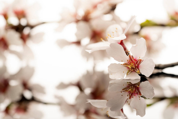 un ramoscello con fiori di mandorlo su una superficie riflettente e uno sfondo bianco - Foto, immagini