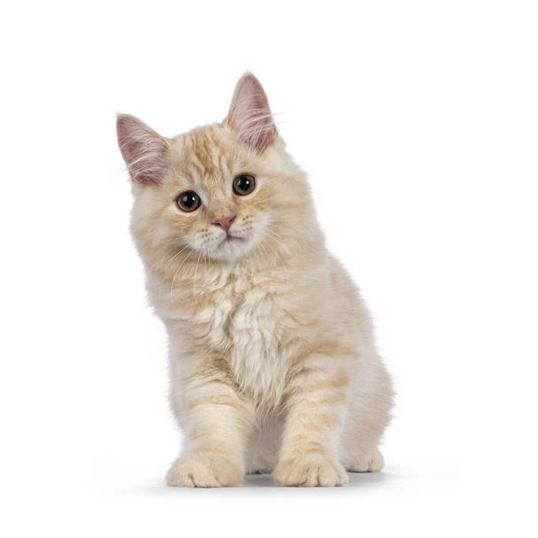 Süßes Cymric Katzenkätzchen mit Schwanz, sitzend nach vorne gerichtet. Blick in Richtung Kamera. isoliert auf weißem Hintergrund. - Foto, Bild