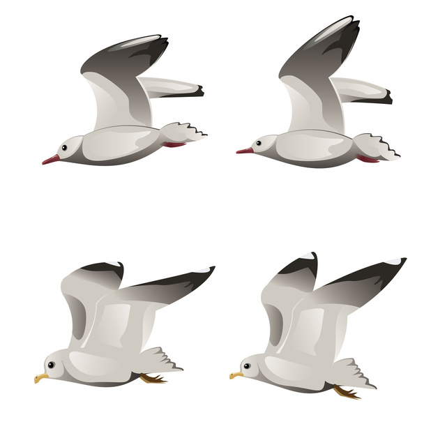 Gaviotas voladoras
 - Vector, imagen