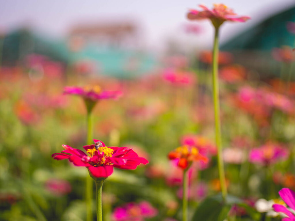 Χρωματιστά λουλούδια και μικρές μέλισσες - Φωτογραφία, εικόνα