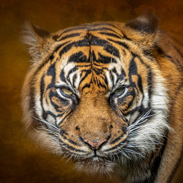 Художній портрет тигра
 - Фото, зображення