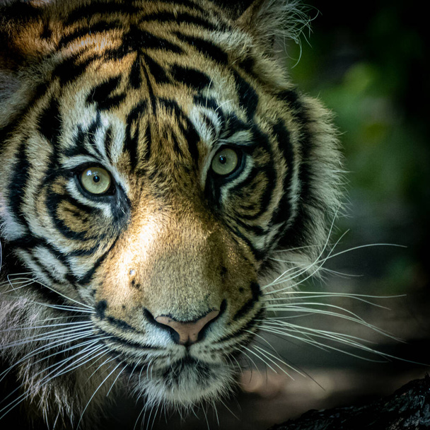 belo retrato de um jovem tigre - Foto, Imagem