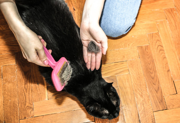 Η γυναίκα βουρτσίζει μαύρη γάτα. Περιποίηση κατοικίδιων. Γούνα ρίχνει. Χαρούμενο ζώο. - Φωτογραφία, εικόνα