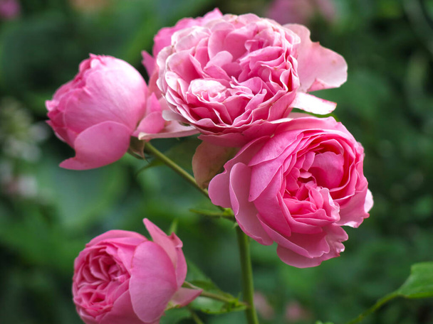 розкішні рожеві троянди цвітуть в саду влітку
 - Фото, зображення