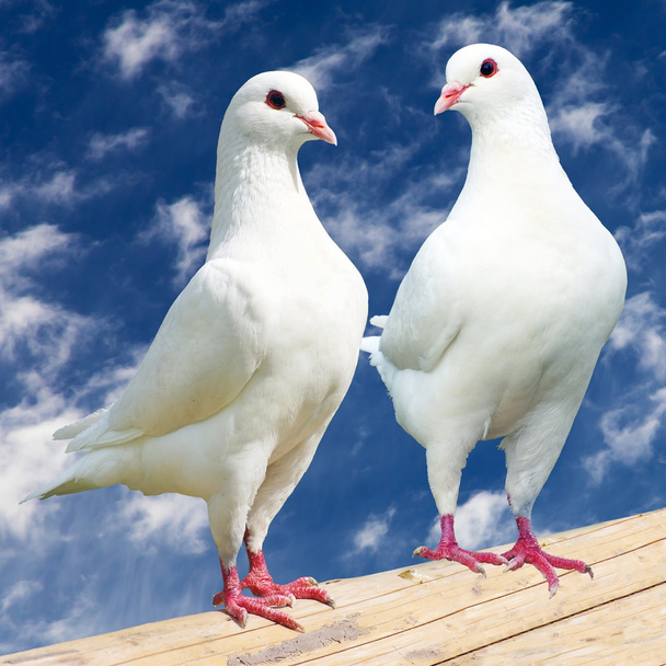 Два білих голуба - імперський голуб - дуель
  - Фото, зображення