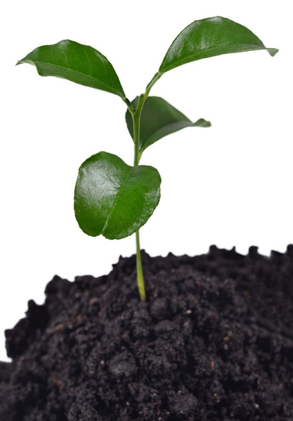 Small sprout growing in the soil on a white - Photo, Image