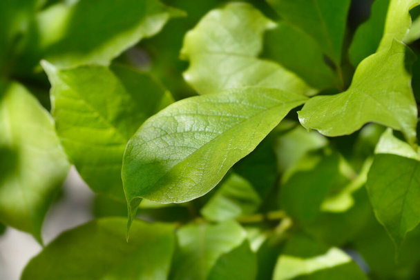 Kobus magnolia leaves - Latin name - Magnolia kobus - Foto, immagini