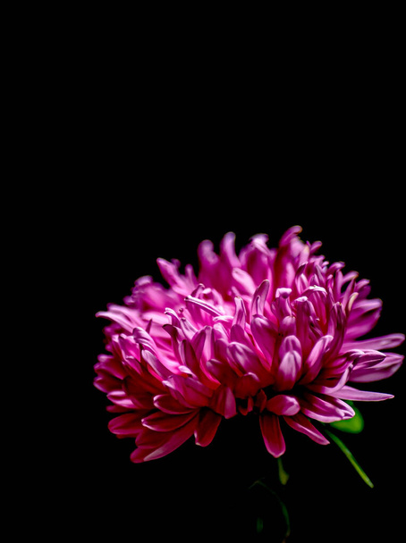 bright illuminated pink aster on a black background, soft focus - Photo, Image