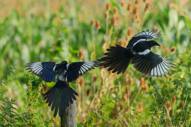 Eurasische Elster oder Gemeine Elster (Pica pica) fliegt und kämpft auf dem Land in den Niederlanden um Nahrung                                         - Foto, Bild