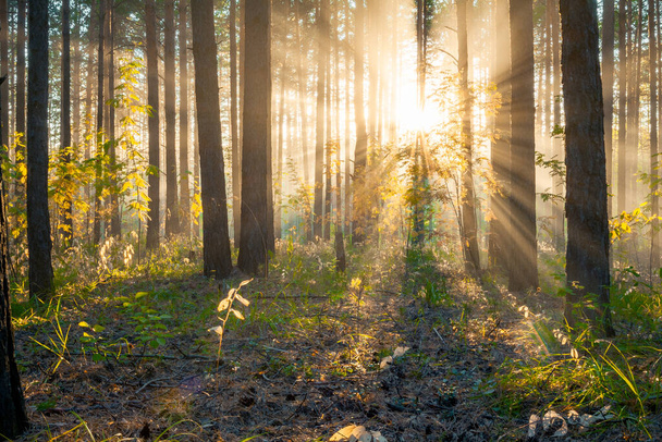jasný západ slunce v lesích, přírodní les pozadí - Fotografie, Obrázek
