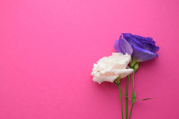 Beautiful white and purple eustoma (lisianthus) flower in full bloom with green leaves on a pink background. Copy space  - Foto, Imagem