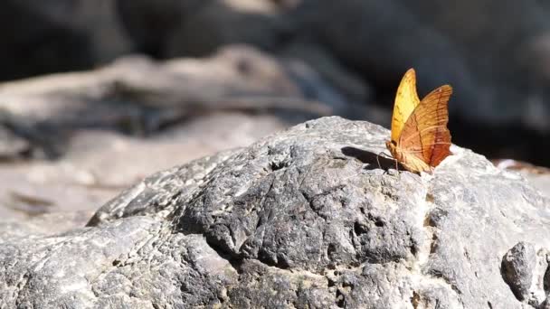 un papillon et une pierre orange - Séquence, vidéo