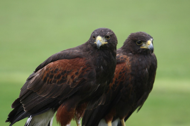 twee roofvogels wachten om te jagen - Foto, afbeelding