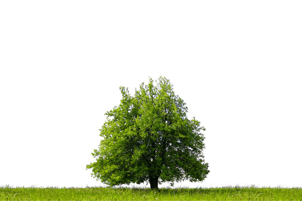 Isolated green tree - Photo, image