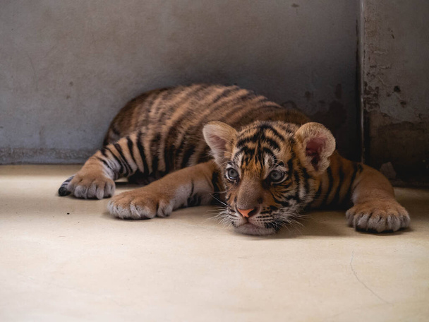 Pequeño Tigre en Tiger Park Chonburi Province, Tailandia - Foto, imagen