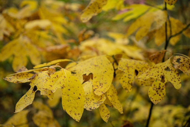 Sassafrass salpicado sale en otoño en el Parque Nacional de las Dunas de Indiana - Foto, Imagen