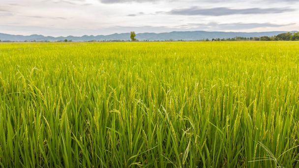 green rice field when the rice growing season - Foto, immagini