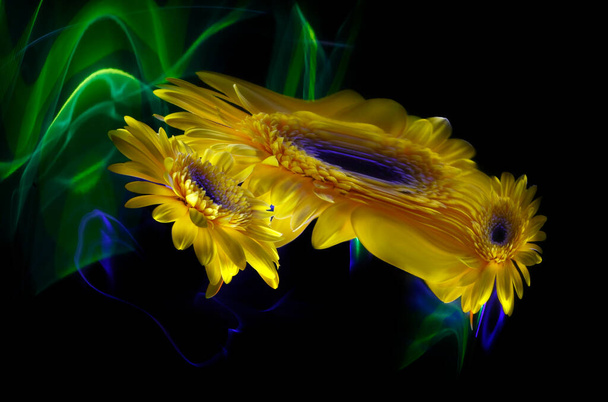 Yellow gerbera flower, its reflections in a crooked mirror and improvisation in green and blue light on a black background - 写真・画像