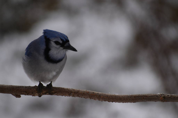 カナダ、ケベック州サント・アポリンの冬の青いジェイ - 写真・画像