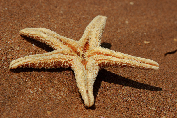 Rozgwiazdy na tle plazy nad Morzem Czarnym, Wschodni Krym - Zdjęcie, obraz