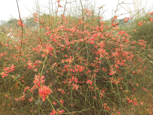 Nombre de la planta es ker, kair, rajasthan   - Foto, imagen