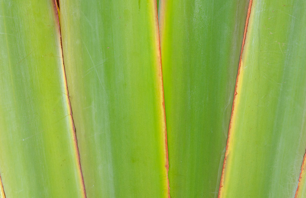 Ribbed leaf tai Tieteellinen nimi on Travellers palm
. - Valokuva, kuva