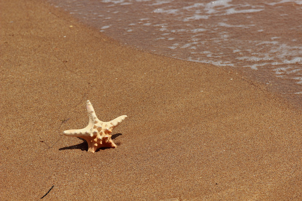 Starfish na costa de uma praia de areia, Kerch, Crimeia - Foto, Imagem