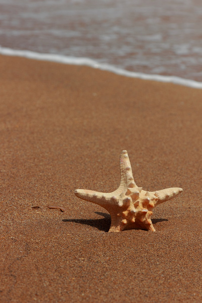 Starfish na costa de uma praia de areia, Kerch, Crimeia - Foto, Imagem