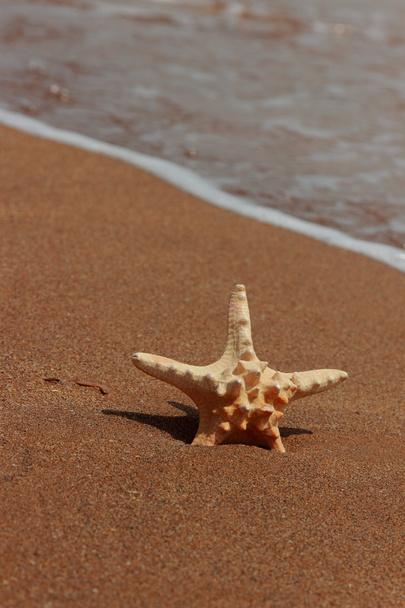 Las estrellas de mar en la orilla de la playa arenosa, Kerch, la Crimea - Foto, Imagen