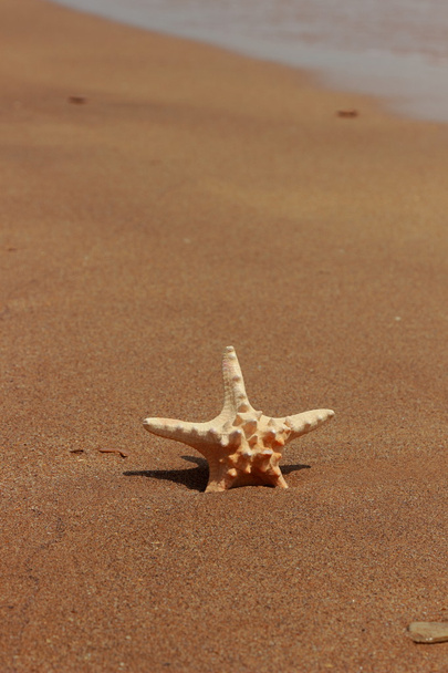 Las estrellas de mar en la orilla de la playa arenosa, Kerch, la Crimea - Foto, imagen