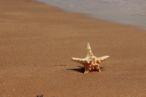 Stella marina sulla riva di una spiaggia sabbiosa, Kerch, Crimea - Foto, immagini