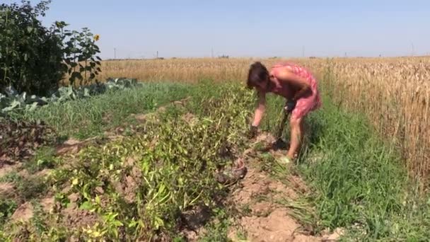 Viljelijä nainen sato kaivaa luonnollisia perunoita haarukalla kentällä
 - Materiaali, video
