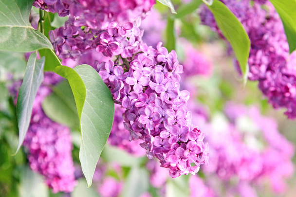 purple lilac bush - Photo, Image