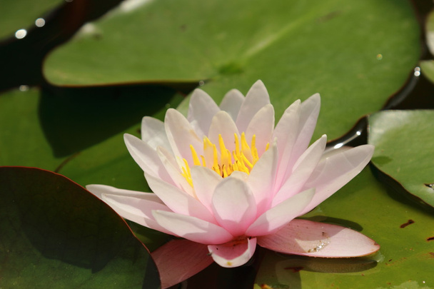 Beautiful water lilly - Фото, изображение