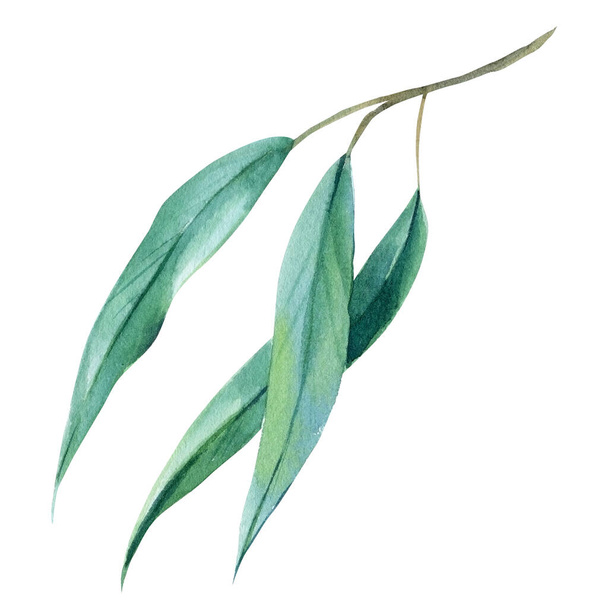 eukalyptus haara trooppiset lehdet vesiväri kuva.  - Valokuva, kuva