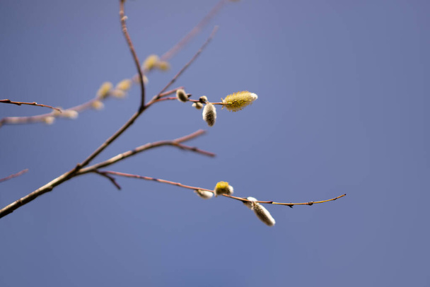 Весняні гілки верби на тлі блакитного неба. Прекрасна сцена квітучих пухнастих бутонів
 - Фото, зображення