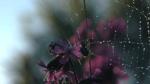 Egy kis pók. Kreatív. Egy kis pók, ami belegabalyodott a pókhálójába és gyönyörű lila virágok vannak a hátán.. - Fotó, kép