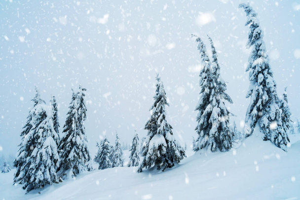 fir trees covered with snow. amazing  winter landscape - Zdjęcie, obraz