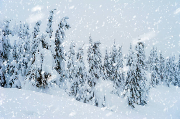 雪に覆われたモミの木。素晴らしい冬の風景 - 写真・画像
