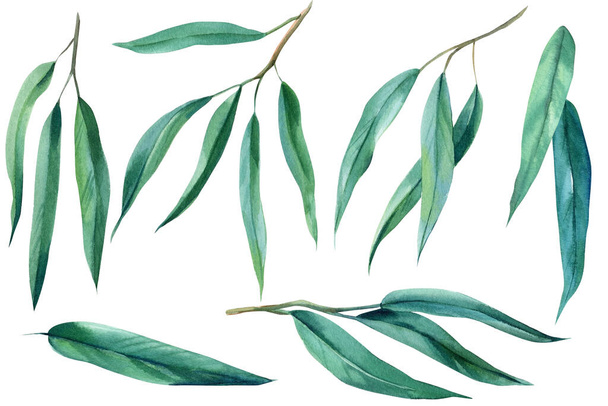 Aseta eukalyptus, trooppiset lehdet vesiväri kuva. Australia kasvi - Valokuva, kuva