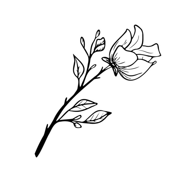white rose, sketch, hand drawing - Vetor, Imagem