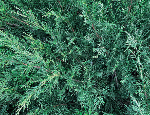 Abstrakte Zweige von Wacholder natürlichen Hintergrund. Die Natur. Weihnachtsbaum - Foto, Bild