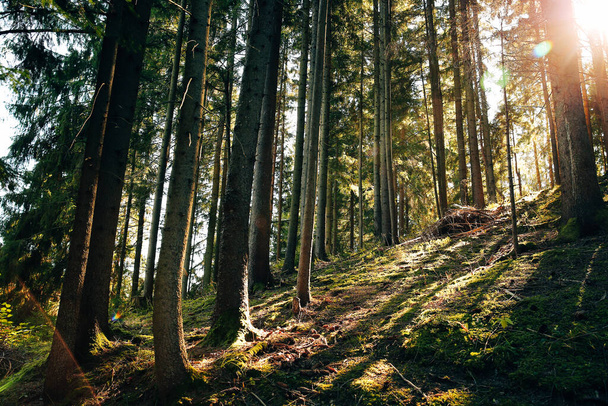 foto de paisaje del bosque de pinos al atardecer - Foto, imagen
