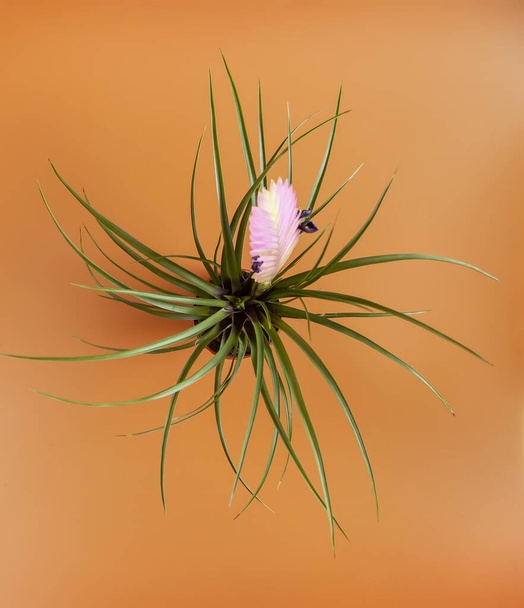 Die Tillandsia-Pflanze im Blumentopf. Zimmerpflanze in voller Blüte. - Foto, Bild