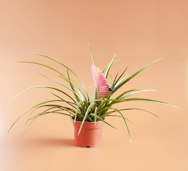 The Tillandsia plant in floral pot. House plant in bloom. - Photo, Image