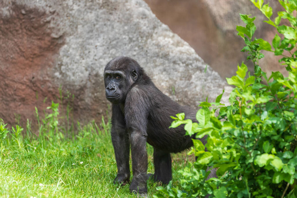 Goryl - Portret dorosłej małpy w jej naturalnym środowisku. - Zdjęcie, obraz
