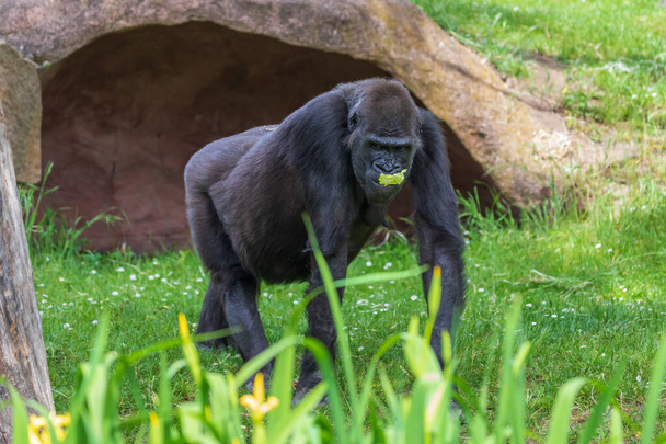 Gorilla - Portrait of an adult monkey in its natural habitat. - Photo, Image